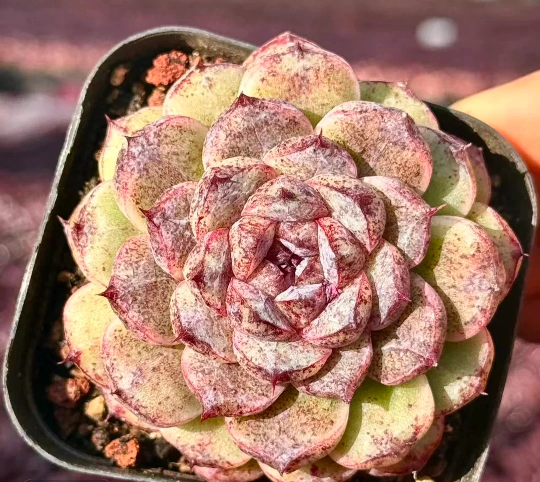 plant Aeonium Echeveria Haworthia  Caudex  Lithops Cactus  Agave 