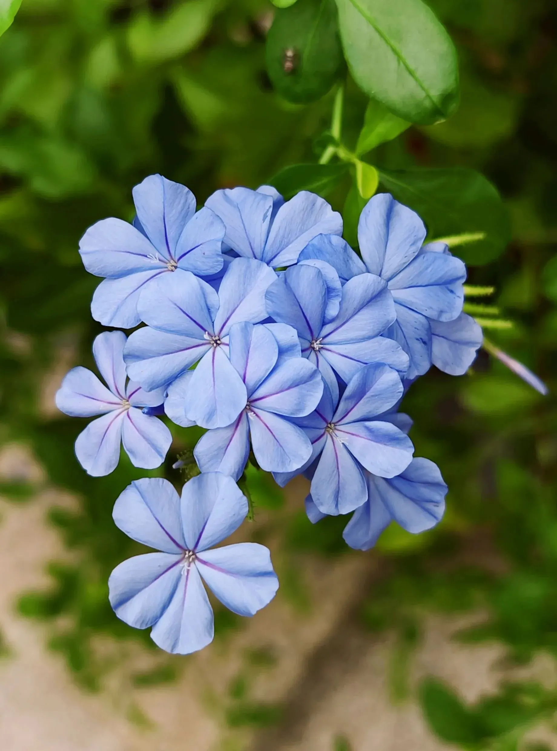 Blue Plumbago Flower Seeds - Blue Gem in the Garden