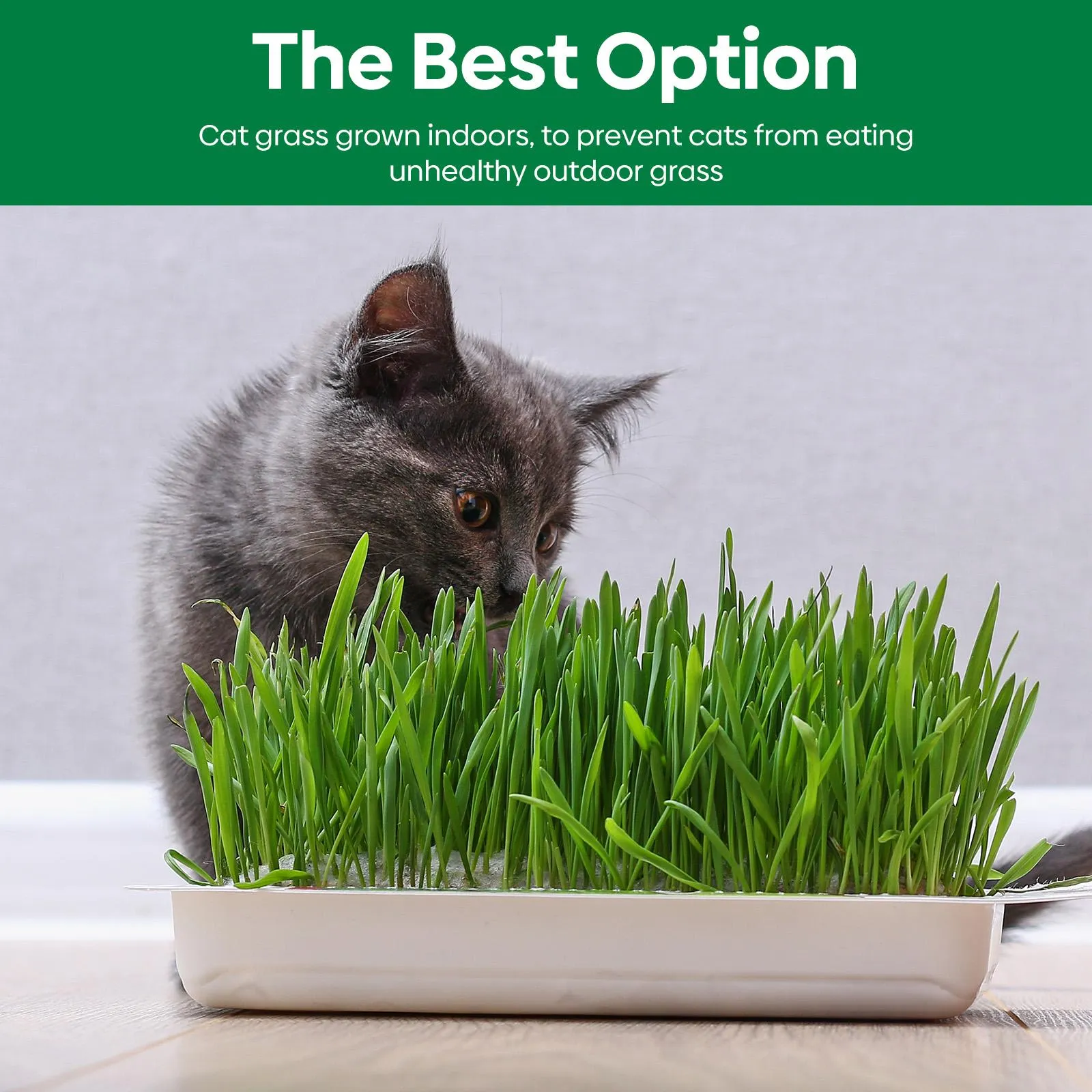 Grow Fresh Cat Grass Seeds at Home