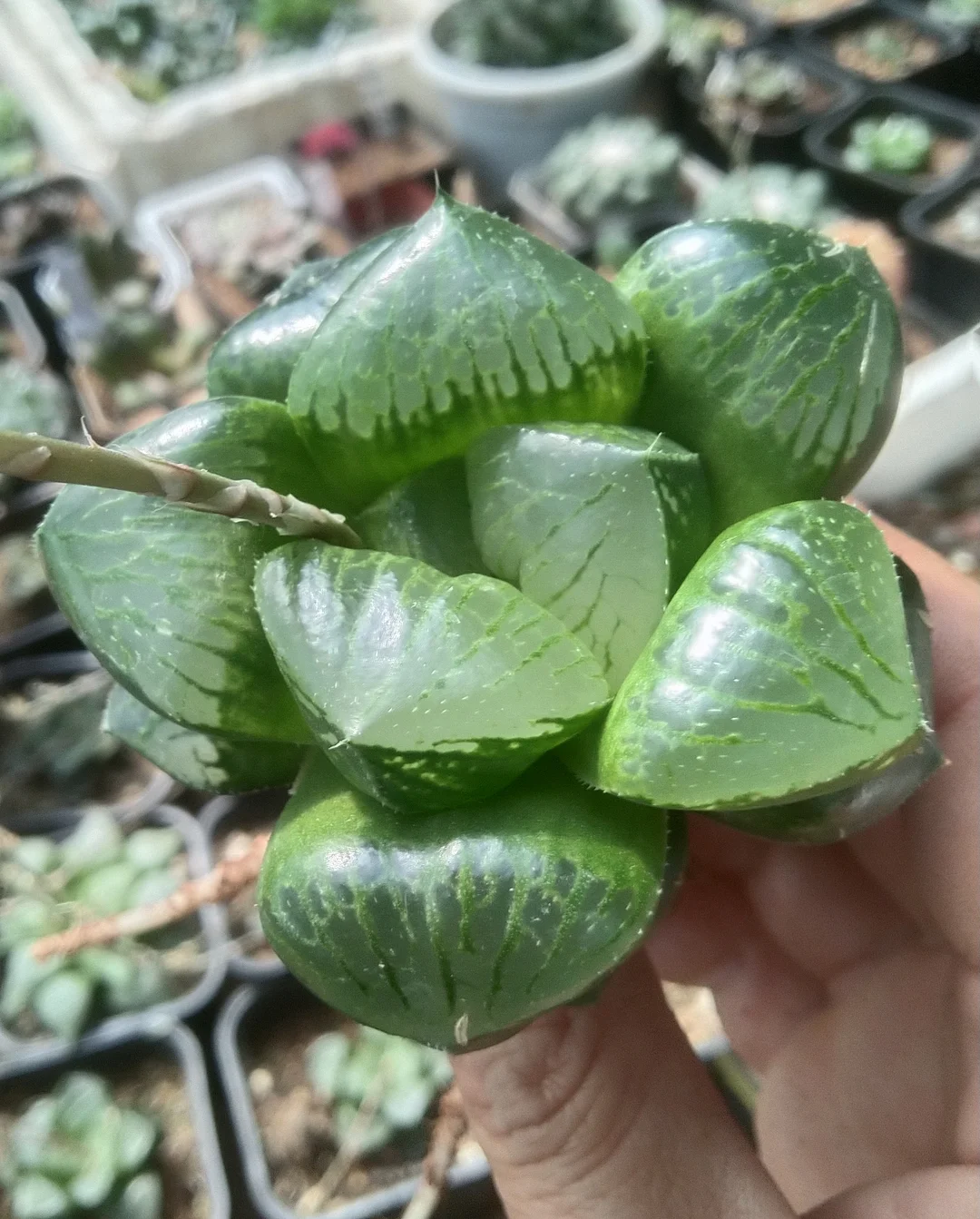 plant Aeonium Echeveria Haworthia  Caudex  Lithops Cactus  Agave 