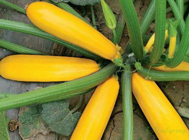Banana Zucchini - Golden Zucchini🌿Can be planted in all seasons