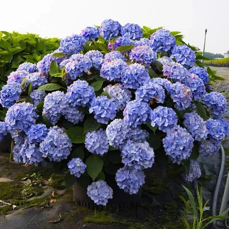 Hydrangea Seed: Beautiful, reunion and gratitude