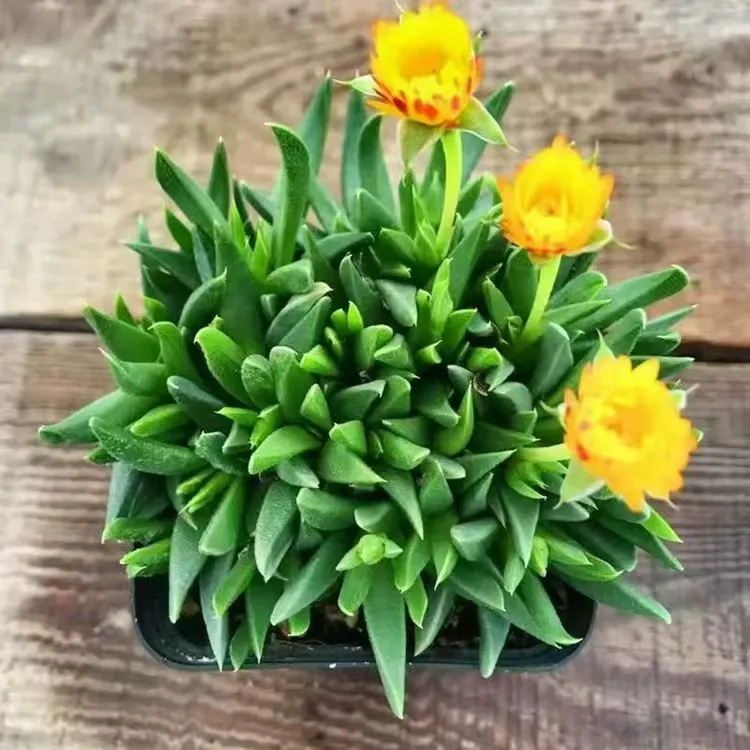 plant Aeonium Echeveria Haworthia  Caudex  Lithops Cactus  Agave 