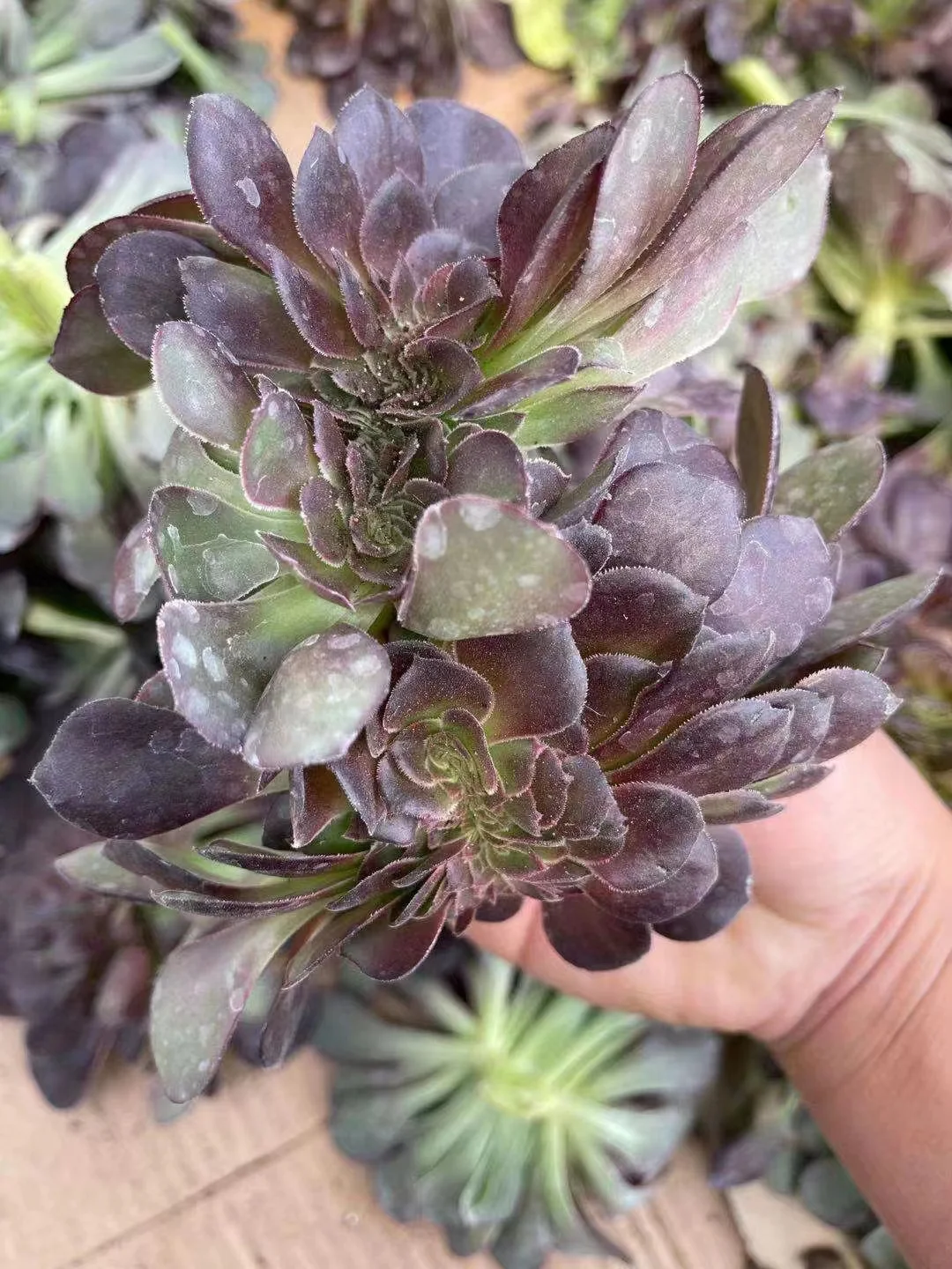 plant Aeonium Echeveria Haworthia  Caudex  Lithops Cactus  Agave 