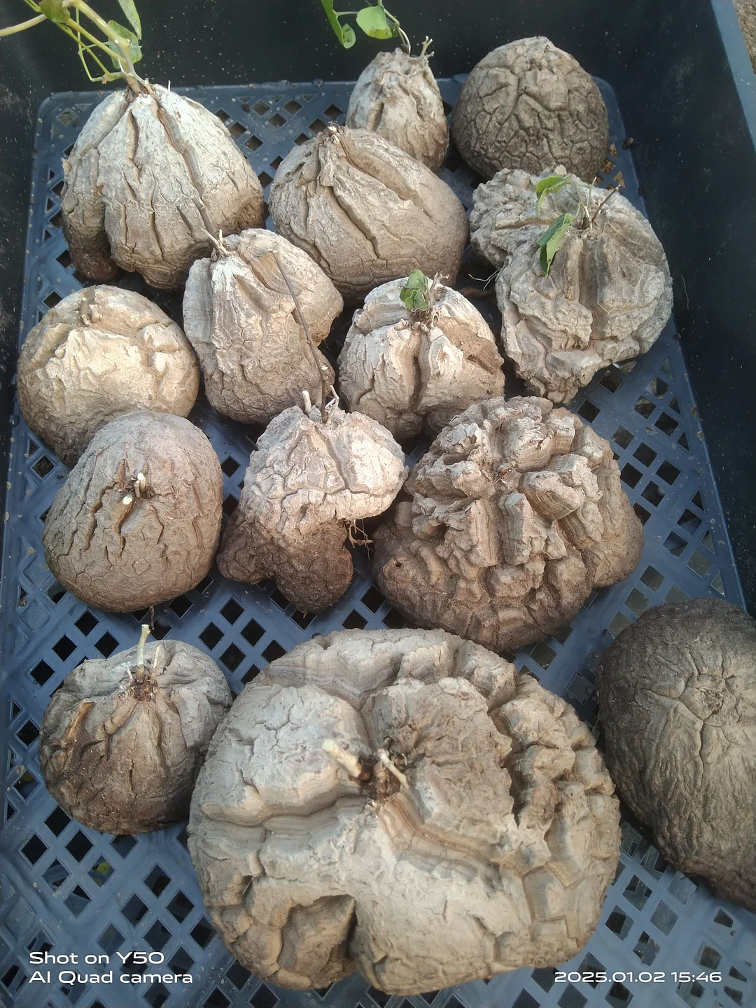 1099.Dioscorea elephantipes (L'Hér.) Engl. / Caudex  / Succulent plants / Garden landscape / Carefully select healthy plants