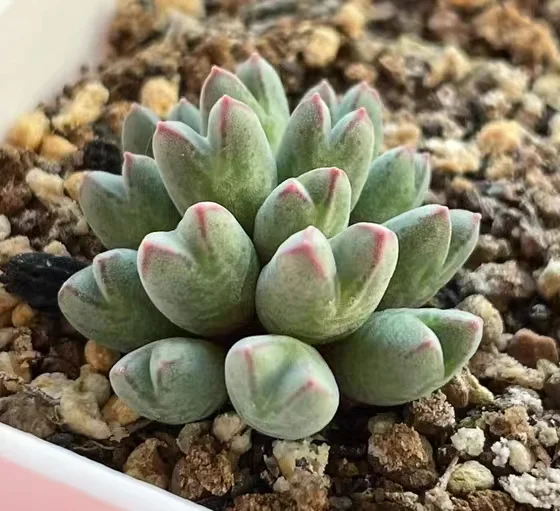 plant Aeonium Echeveria Haworthia  Caudex  Lithops Cactus  Agave 