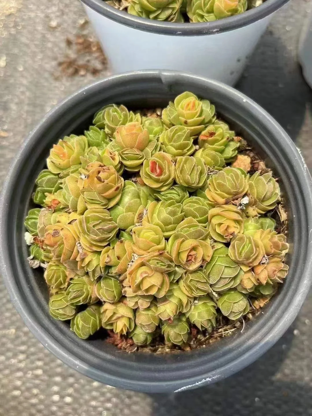 plant Aeonium Echeveria Haworthia  Caudex  Lithops Cactus  Agave 