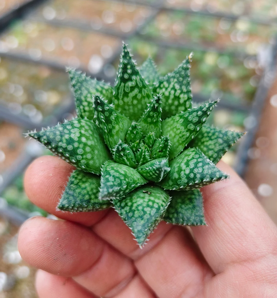 plant Aeonium Echeveria Haworthia  Caudex  Lithops Cactus  Agave 