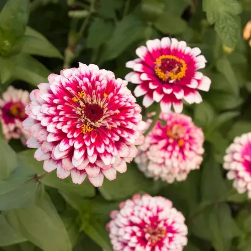 Hidden Dragon Zinnia Seeds