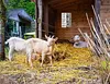 Goat"Like Someone Left The Gate Open"  - Vintage Metal Signs(8*12Inch/12*16Inch) - Farm