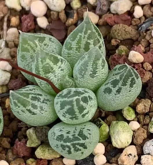 plant Aeonium Echeveria Haworthia  Caudex  Lithops Cactus  Agave 