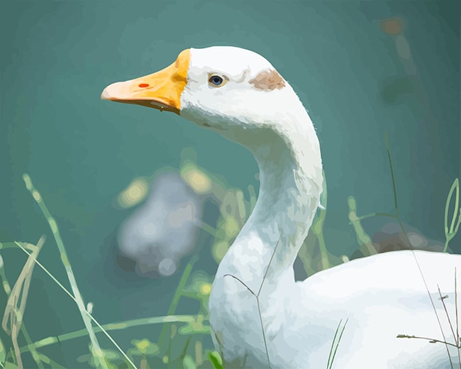 

Cute white Duck – Paint By Numbers - 40*50CM, 501 Original