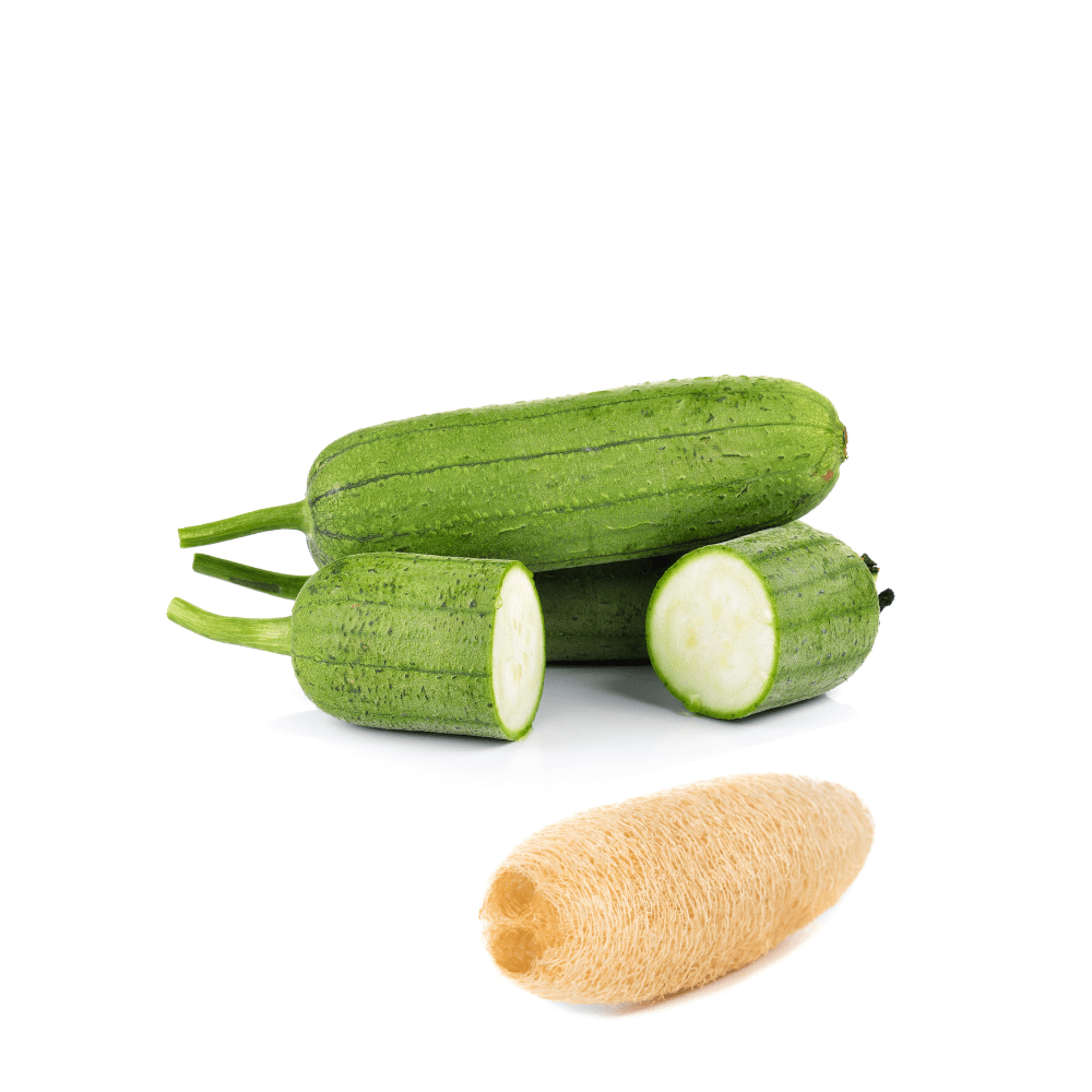 Heirloom Luffa Gourd Seeds &ndash; Natural Sponge & Culinary Gourd