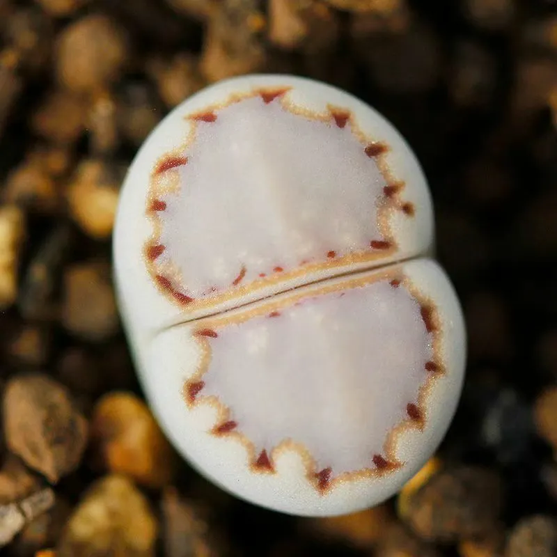 plant Aeonium Echeveria Haworthia  Caudex  Lithops Cactus  Agave 