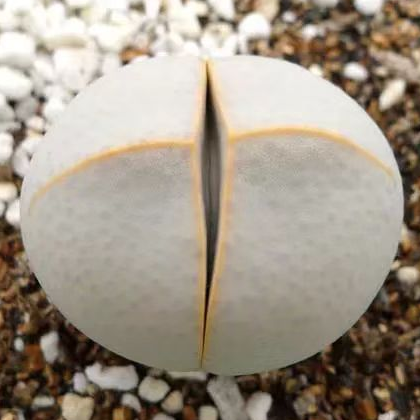 plant Aeonium Echeveria Haworthia  Caudex  Lithops Cactus  Agave 