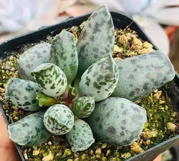 plant Aeonium Echeveria Haworthia  Caudex  Lithops Cactus  Agave 