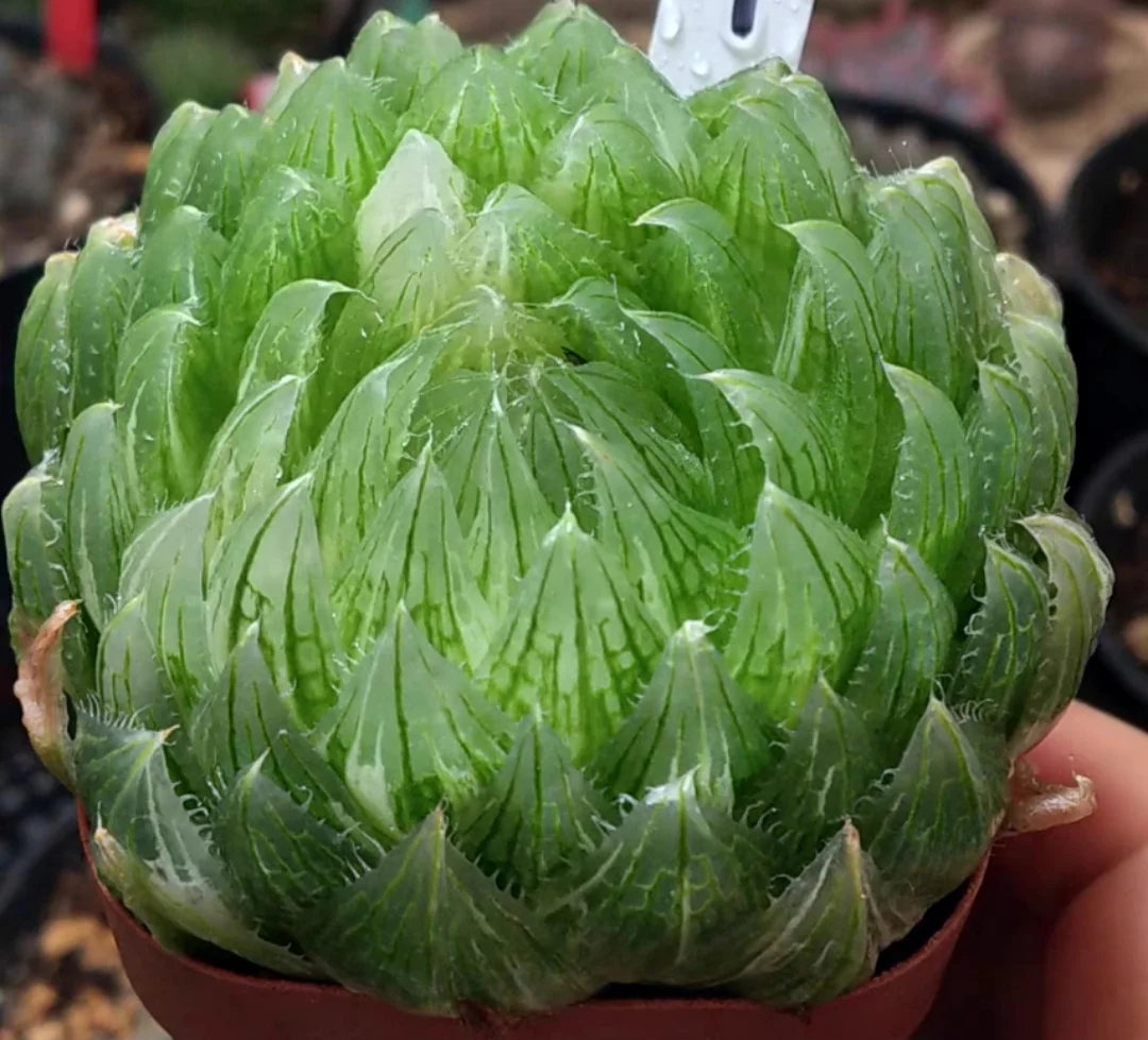 plant Aeonium Echeveria Haworthia  Caudex  Lithops Cactus  Agave 