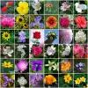 US State Flowers | Full Round/Square Diamond Painting Kits