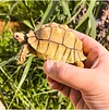 Tortoise Tortoise Model Resin Yada Angoloka Radiated Tortoise Ornaments Landscaping