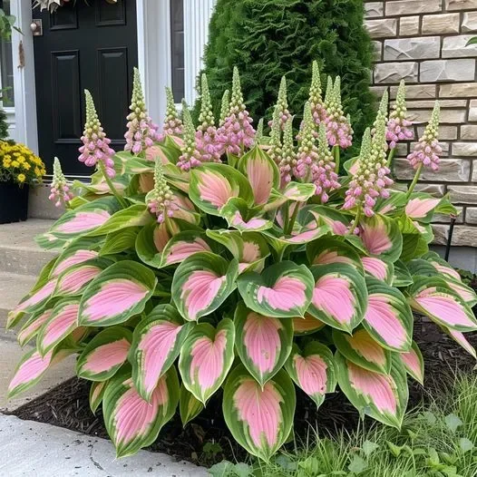 🪴Best Hosta Plants to Grow in the Shade