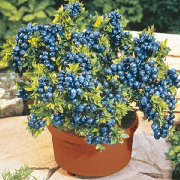 Giant Blueberry Fruit Seeds (20 Seeds a Pack)
