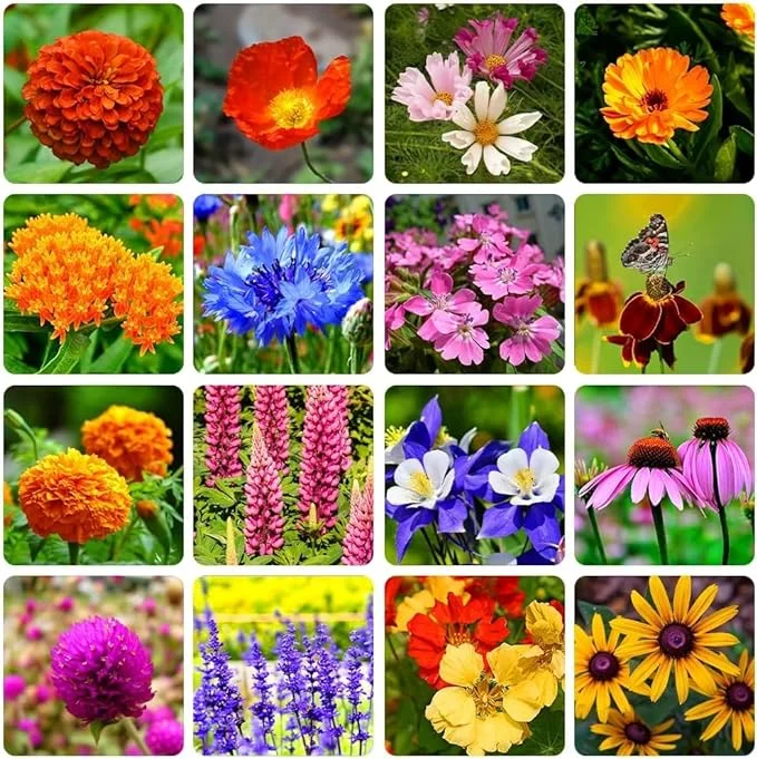 Last Day: 50% Off! 🌿✨Perennial Mix Wildflower Seeds