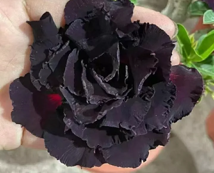 plant Aeonium Echeveria Haworthia  Caudex  Lithops Cactus  Agave 