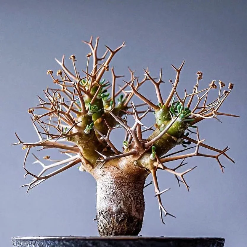 plant Aeonium Echeveria Haworthia  Caudex  Lithops Cactus  Agave 