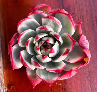 1051.  Peach blossom var. cutting 3-5cm/Echeveria/Succulent plants / Garden landscape / Carefully select healthy plants