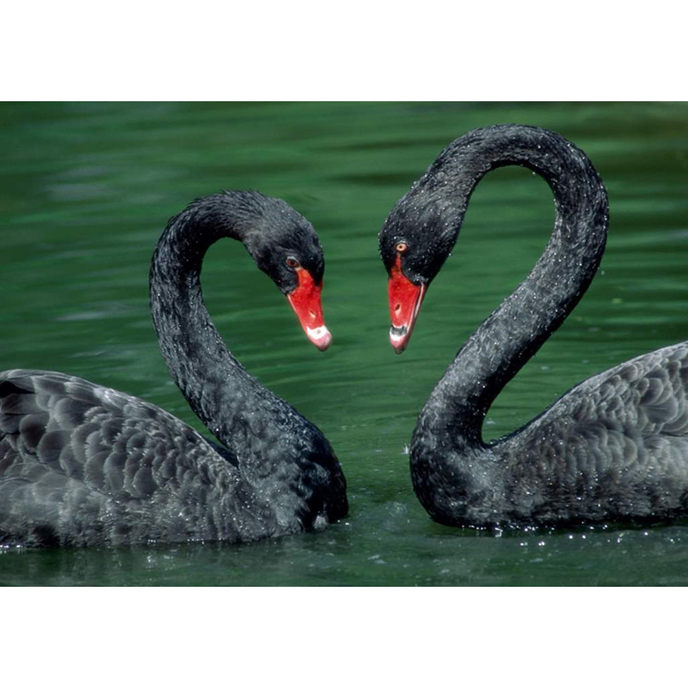 

Black Swan - Square Drill Diamond Painting - 40*30CM, 501 Original
