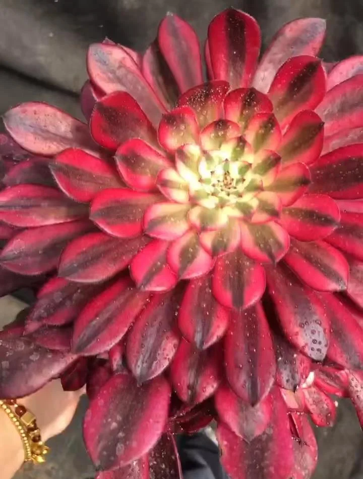 plant Aeonium Echeveria Haworthia  Caudex  Lithops Cactus  Agave 