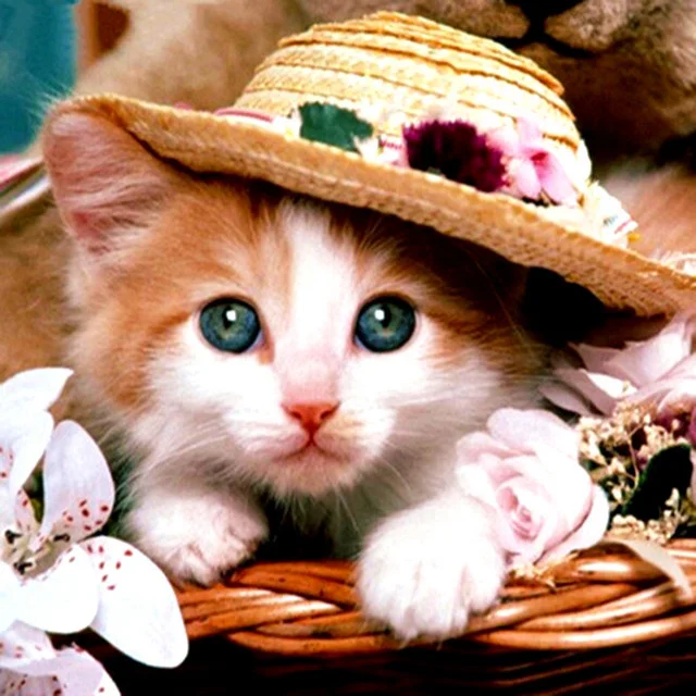 Diamond Painting - Full Round/Square Drill - Cat(30*30 - 50*50cm)