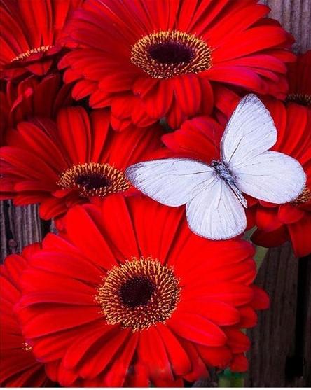 

Red Flowers with White Butterfly – Paint By Numbers - 40*50CM, 501 Original