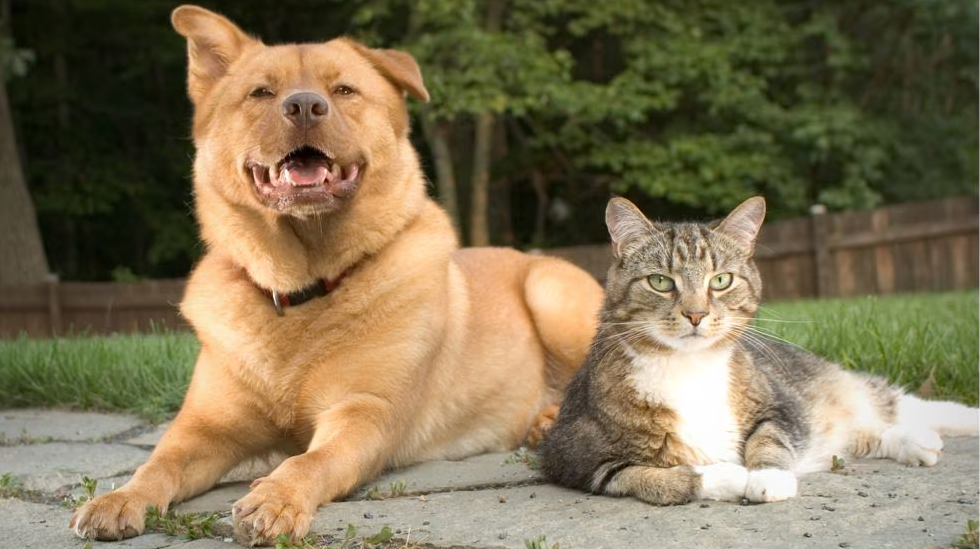 <p><strong>Best Cat  &amp; Kitten </strong></p><p><strong>Food Low Prices</strong></p>