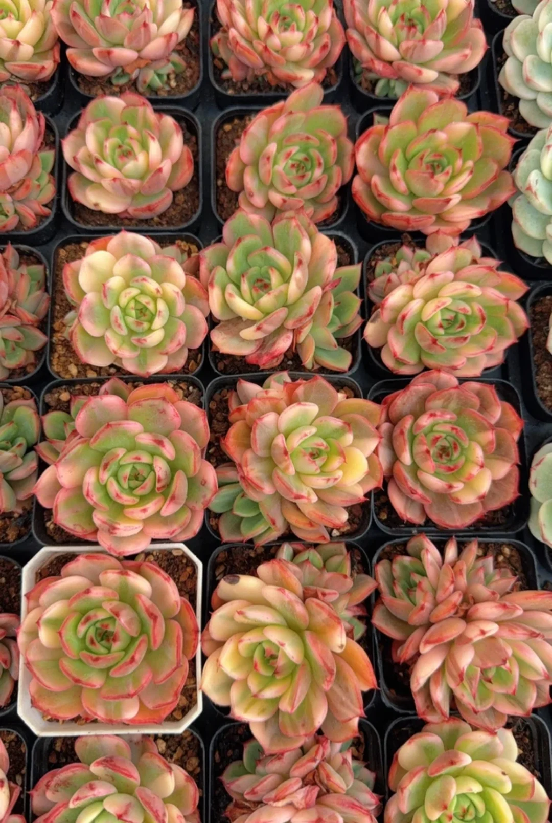 plant Aeonium Echeveria Haworthia  Caudex  Lithops Cactus  Agave 