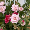 Forest Aisle 7 Heads Roses Artificial Stem Flower