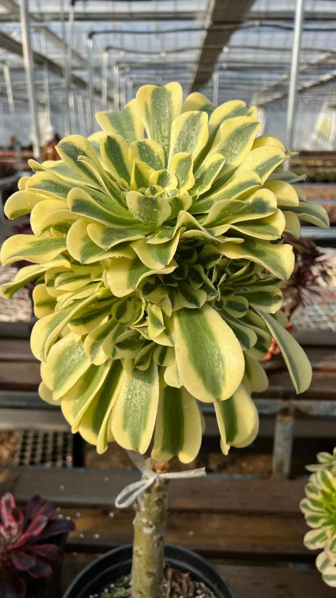 plant Aeonium Echeveria Haworthia  Caudex  Lithops Cactus  Agave 