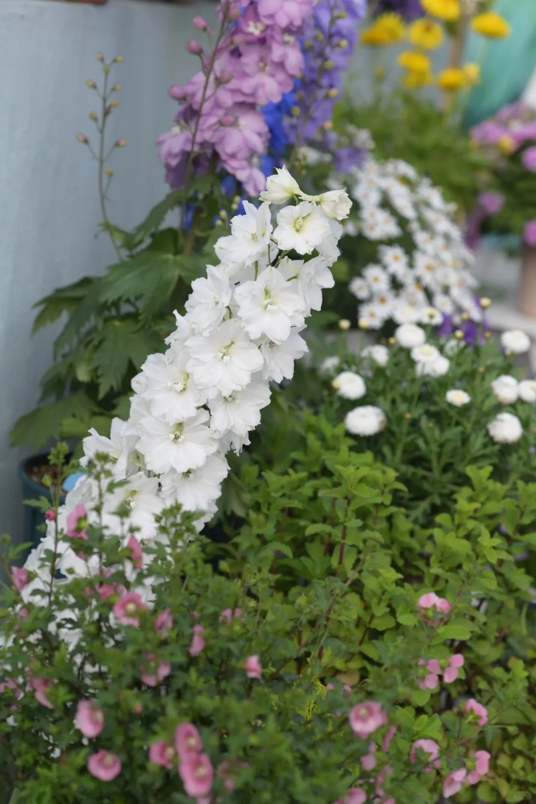 Delphinium Seeds-Mixed 7 Colors