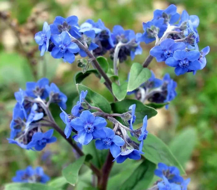 Blue Cynoglossum amabile Stapf