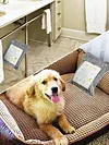 Bamboo Charcoal Air Purifying Bags Reusable Odor Eliminator for Home Pet Closet