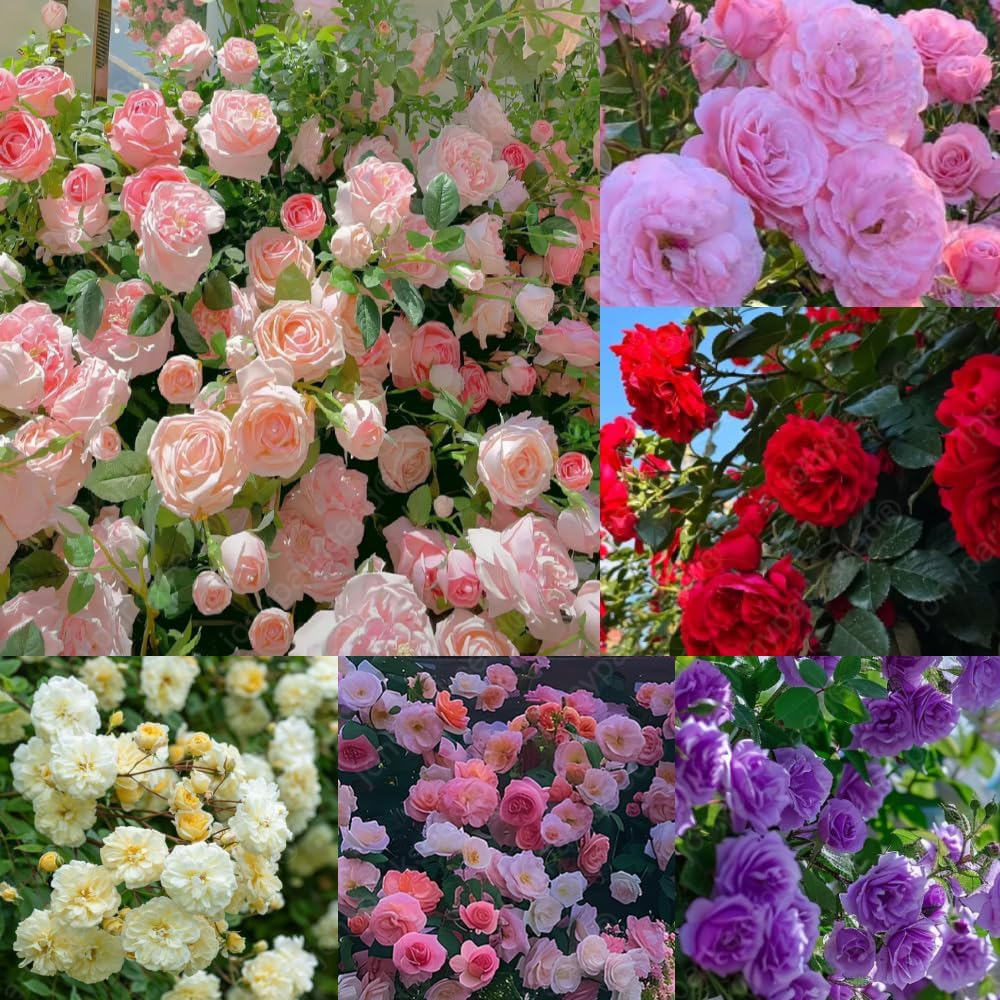 Mix Climbing Rose Seeds for Planting Jonyparkseed®