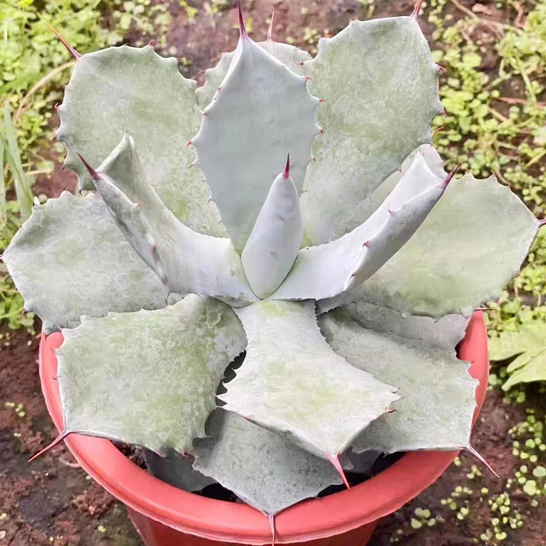 ky15.Agave isthmensis Shirogane 14-15cm/Agave plants / Succulent plants / Garden landscape / Carefully select healthy plants