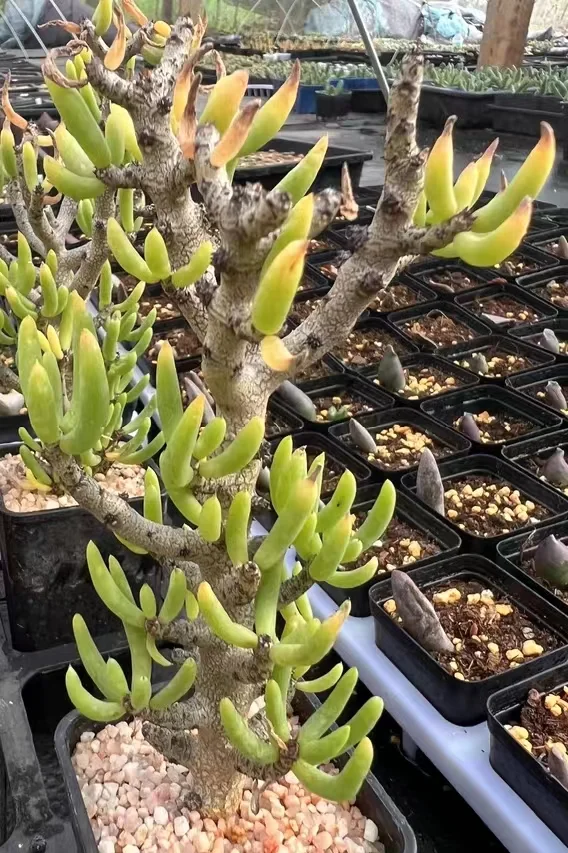 plant Aeonium Echeveria Haworthia  Caudex  Lithops Cactus  Agave 