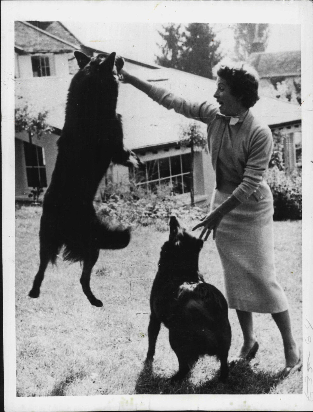 French Actress Danielle Darrieux with her Dogs 1955 Press Photo Poster painting