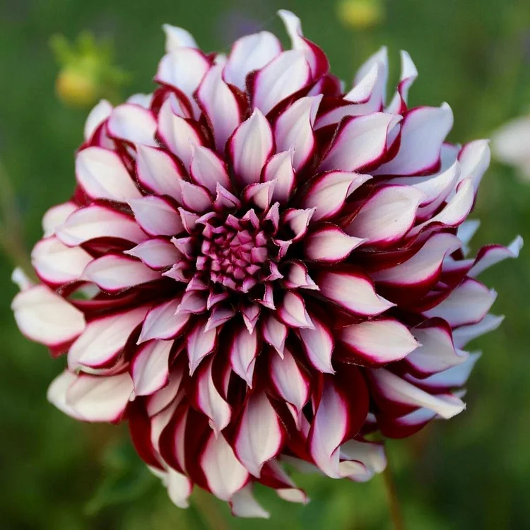Giant Flame Dahlia