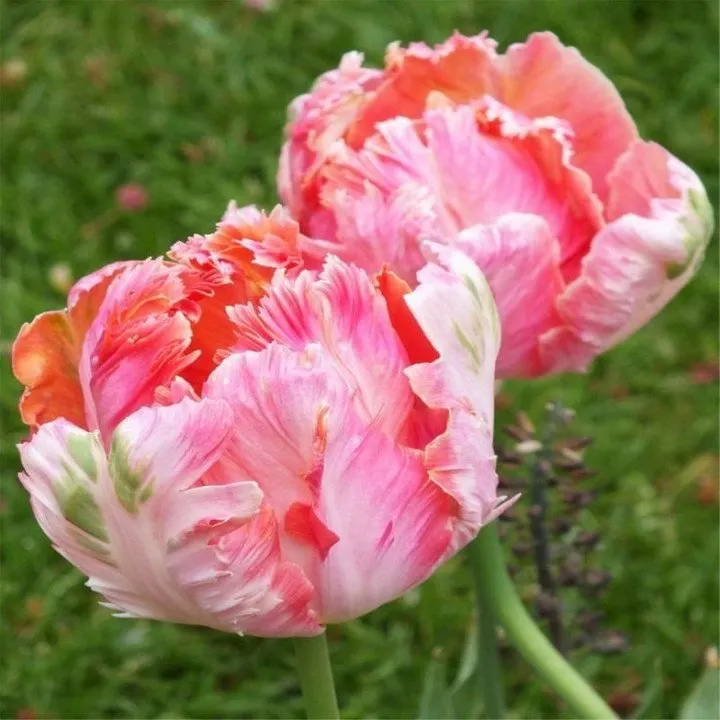 Apricot Parrot Tulip Seeds