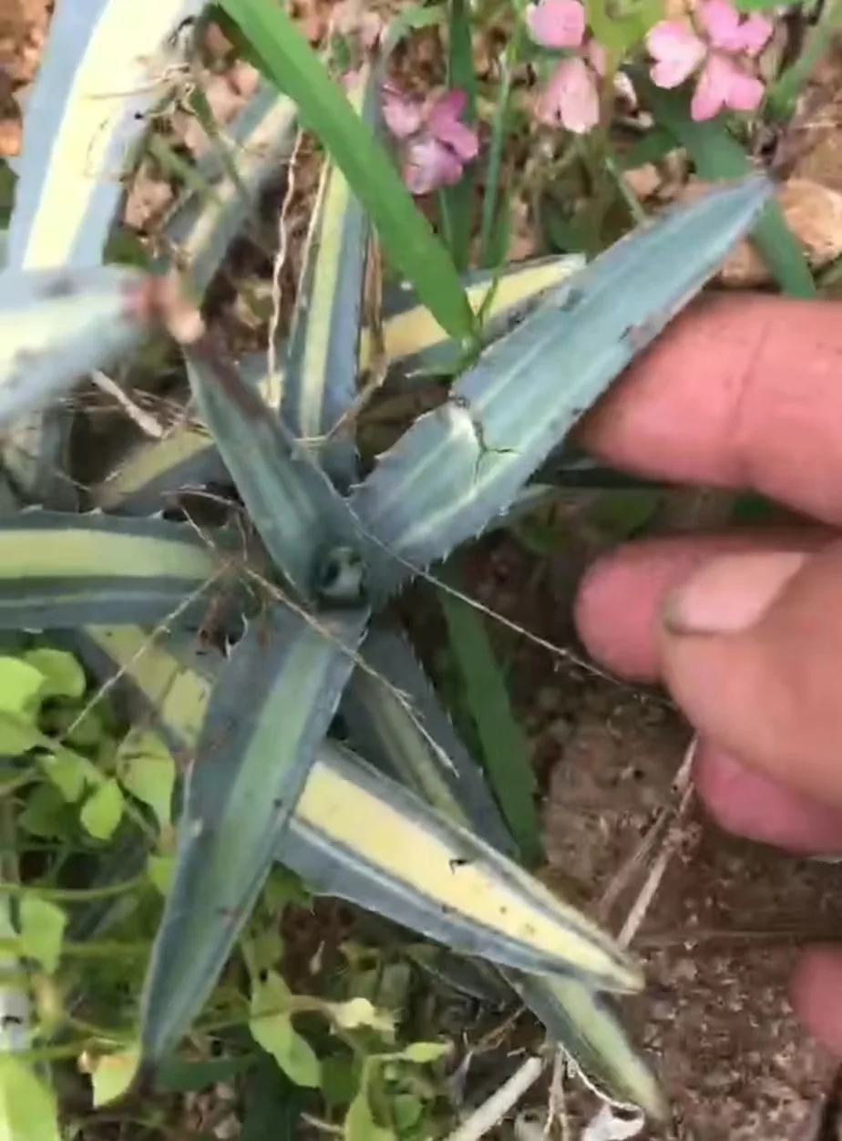 plant Aeonium Echeveria Haworthia  Caudex  Lithops Cactus  Agave 