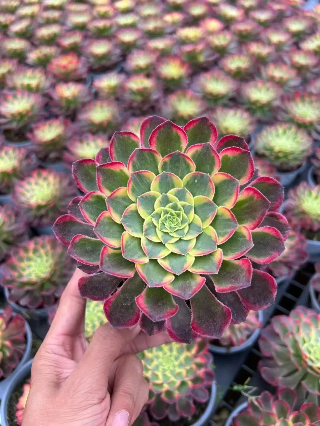 38. Morning glow single head and cutting / Aeonium / Succulent plants / Garden landscape / Carefully select healthy plants