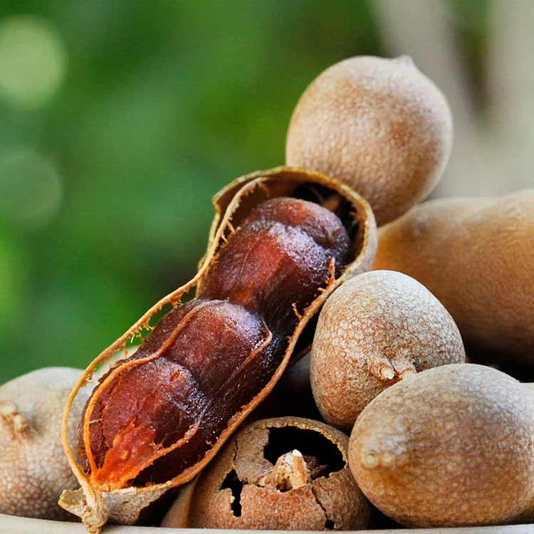 Tamarindus Indica Seeds