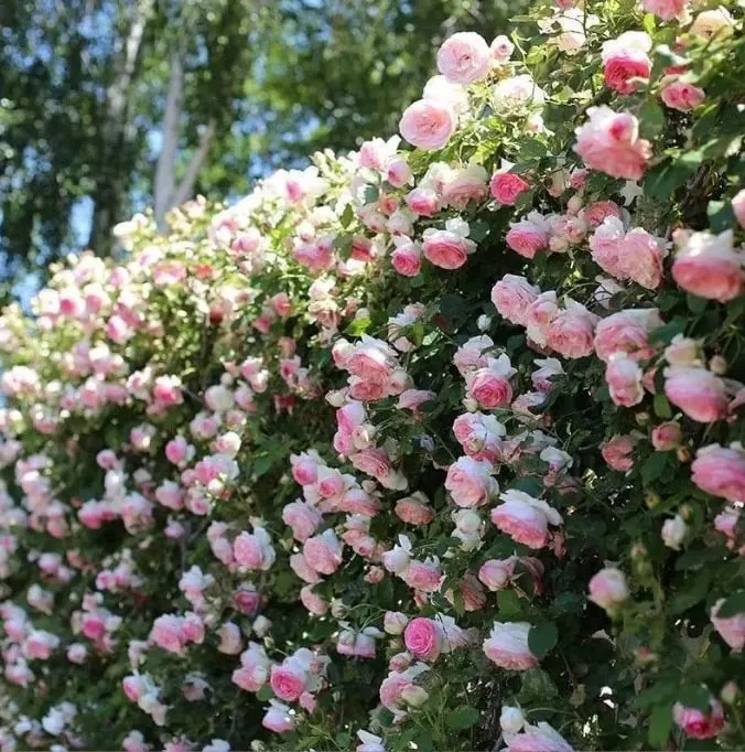 🌹Climbing Vine Rose Flower Seeds🌹